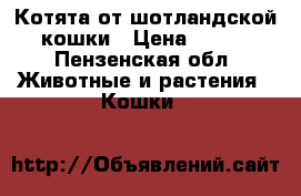 Котята от шотландской кошки › Цена ­ 300 - Пензенская обл. Животные и растения » Кошки   